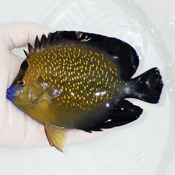 【現物2】ゴールドフレークエンゼル 大 13.5cm± !海水魚 ヤッコ 15時ま...