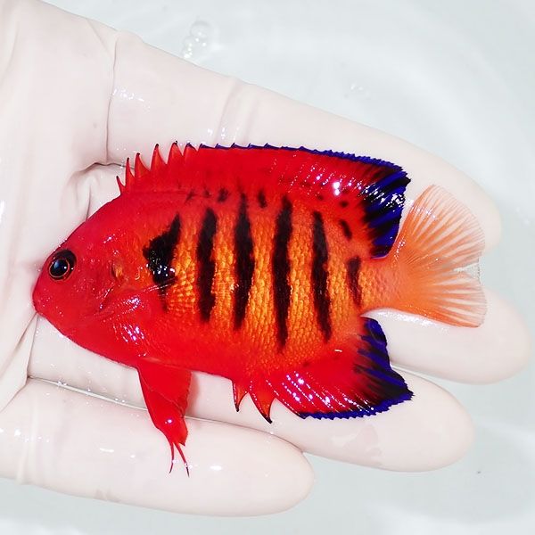 【現物2】フレームエンゼル 7.5cm! 海水魚 ヤッコ 15時までのご注文で当...