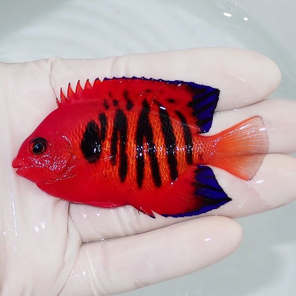 【現物3】フレームエンゼル 7.5cm!海水魚 ヤッコ 15時までのご注文で当...