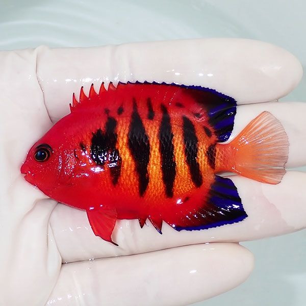 【現物4】フレームエンゼル 7cm! 海水魚 ヤッコ 15時までのご注文で当日...