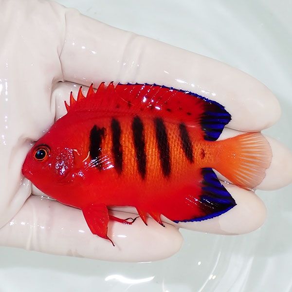 【現物5】フレームエンゼル 7.5cm!海水魚 ヤッコ 15時までのご注文で当...
