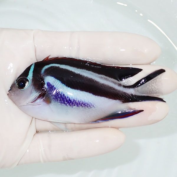 【現物】ベルスエンゼル♀ （オーネイトエンゼル）9cm±! 海水魚 ヤッコ 1...