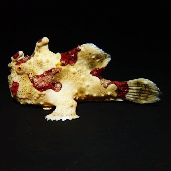 【現物8】クマドリカエルアンコウ 9cm! 海水魚 アンコウ 15時までのご注...