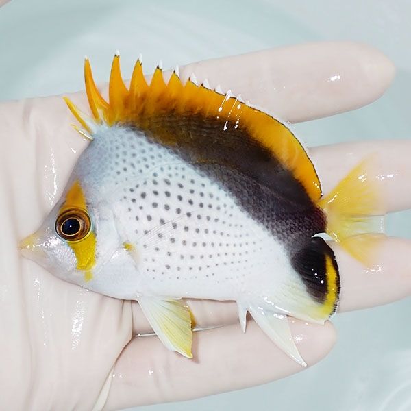 【現物1】マルケサスバタフライ 8.5cm±! 海水魚 チョウチョウウオ 15時...
