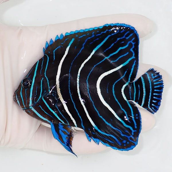 【現物】サザナミヤッコ 10.5cm± !海水魚 生体 15時までのご注文で当日...