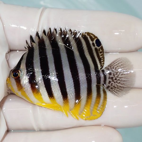 【現物16】シマヤッコ 5.5cm±! 海水魚 生体 15時までのご注文で当日発送...