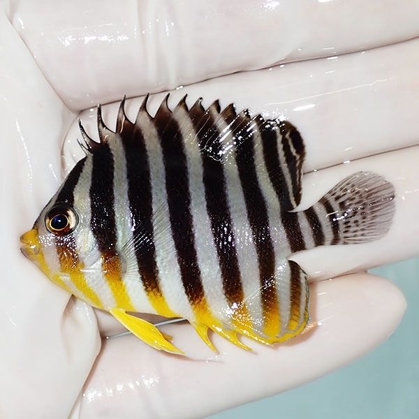 【現物15】シマヤッコ 6cm±! 海水魚 生体 15時までのご注文で当日発送(t...