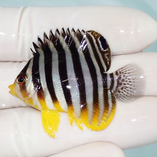 【現物14】シマヤッコ 4.7cm±! 海水魚 生体 15時までのご注文で当日発送...