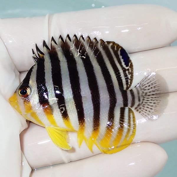 【現物13】シマヤッコ 6cm±! 海水魚 生体 15時までのご注文で当日発送(t...