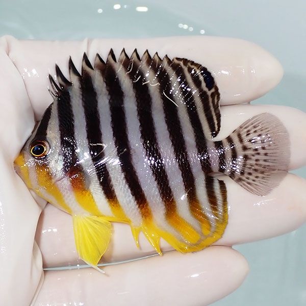 【現物12】シマヤッコ 7cm±! 海水魚 生体 15時までのご注文で当日発送(t...