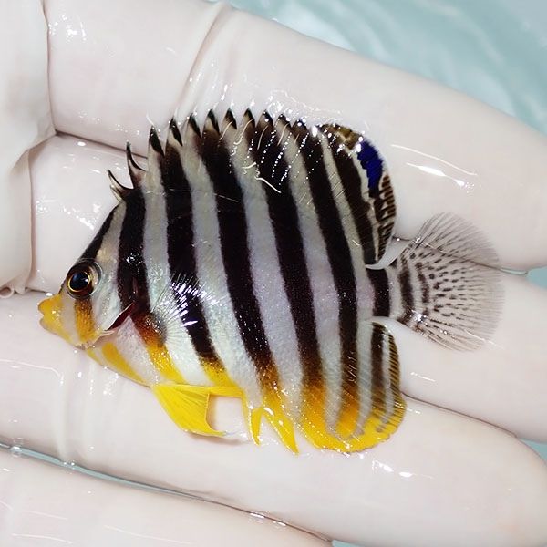 【現物11】シマヤッコ 5cm±! 海水魚 生体 15時までのご注文で当日発送(t...