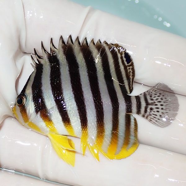 【現物10】シマヤッコ 5.2cm±! 海水魚 生体 15時までのご注文で当日発送...