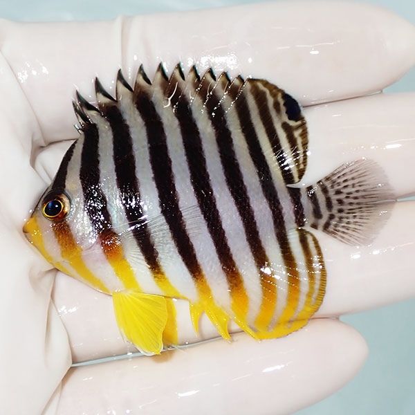 【現物9】シマヤッコ 6.5cm±! 海水魚 生体 15時までのご注文で当日発送(...