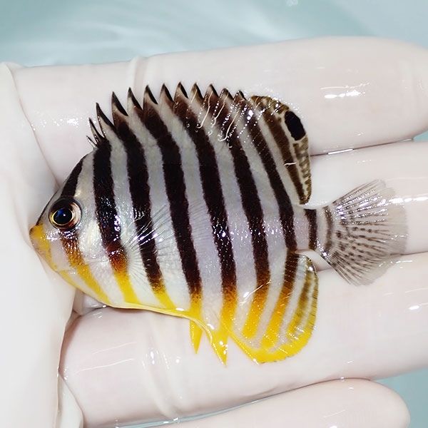 【現物8】シマヤッコ 5.7cm±! 海水魚 生体 15時までのご注文で当日発送(...