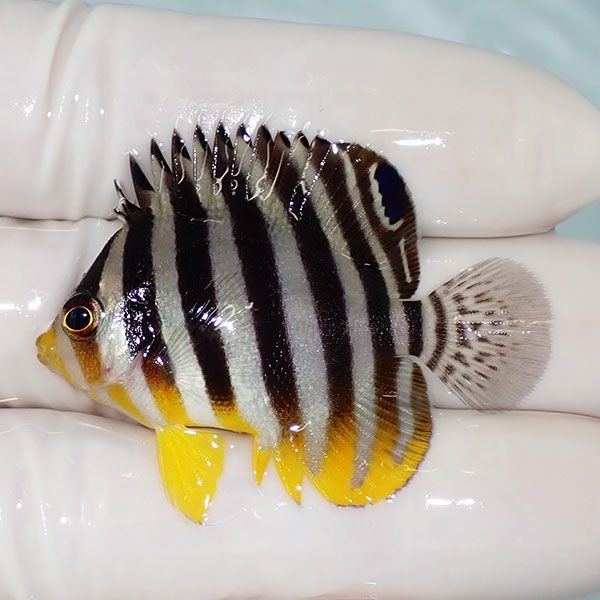 【現物7】シマヤッコ 4.5cm±! 海水魚 生体 15時までのご注文で当日発送(...