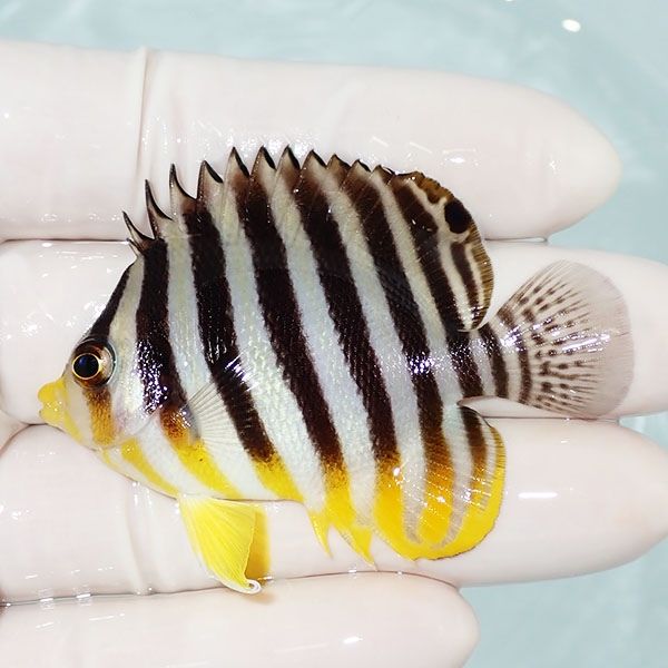 【現物6】シマヤッコ 6cm±! 海水魚 生体 15時までのご注文で当日発送(t1...