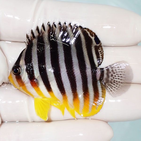【現物5】シマヤッコ 5.5cm±! 海水魚 生体 15時までのご注文で当日発送(...