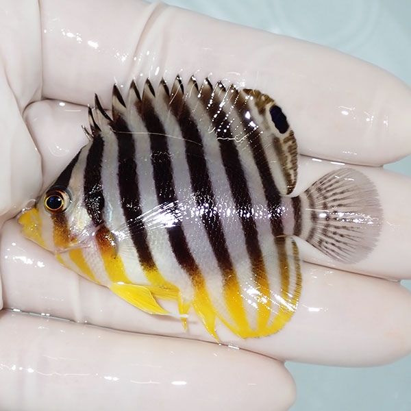 【現物4】シマヤッコ 5.5cm±! 海水魚 生体 15時までのご注文で当日発送(...