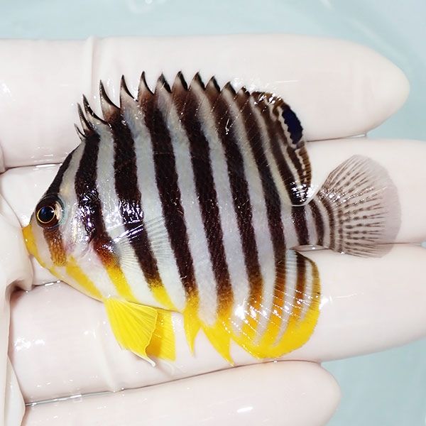 【現物3】シマヤッコ 6cm±! 海水魚 生体 15時までのご注文で当日発送(t1...