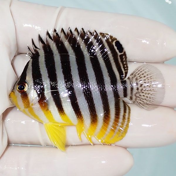 【現物2】シマヤッコ 6cm±! 海水魚 生体 15時までのご注文で当日発送(t1...