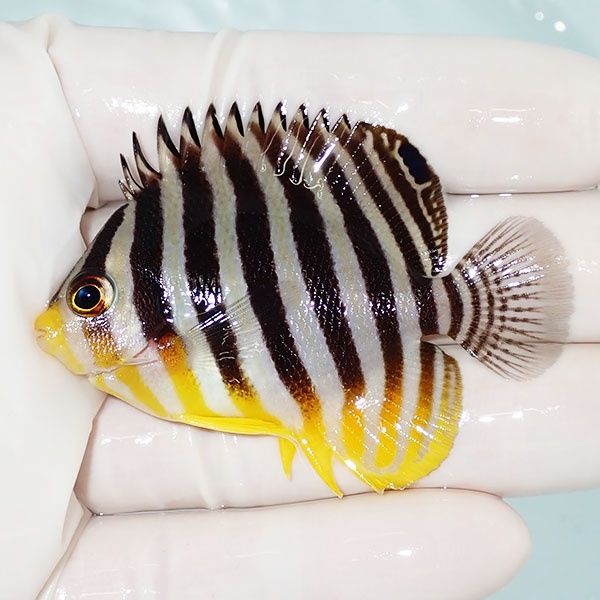 【現物1】シマヤッコ 6cm±! 海水魚 生体 15時までのご注文で当日発送(t1...