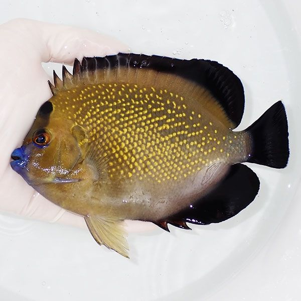 【現物3】ゴールドフレークエンゼル 特大 16cm± !海水魚 ヤッコ 15時ま...