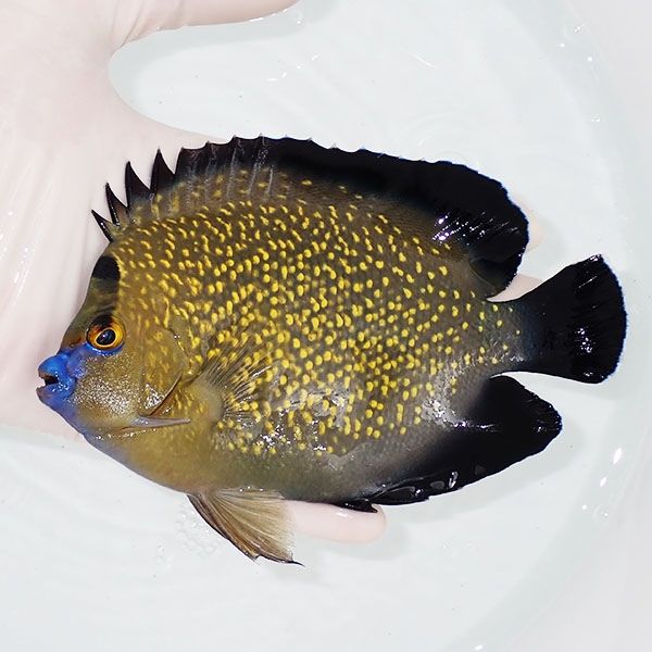 【現物4】ゴールドフレークエンゼル 特大 14.5cm± !海水魚 ヤッコ 15時...