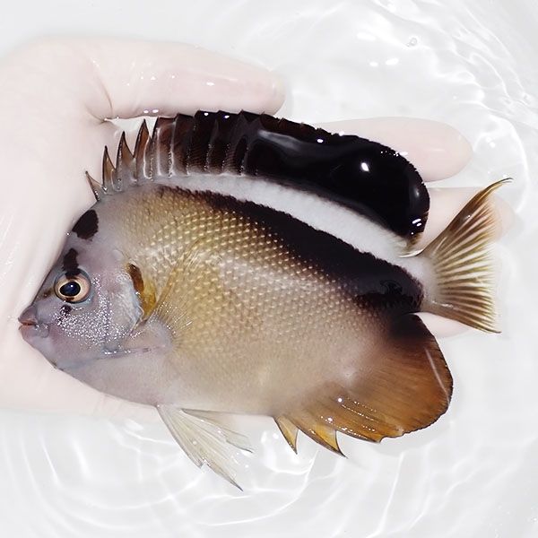 【現物1】グリフィスエンゼル 13cm± !海水魚 ヤッコ 15時までのご注文で...