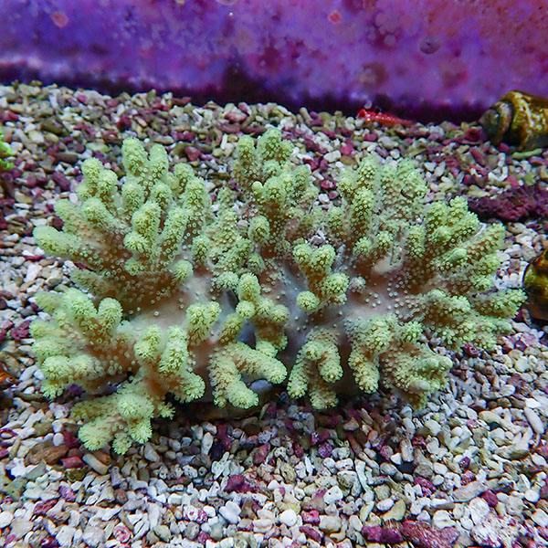 【サンゴ現物3】トサカ.sp 12-9cm 沖縄産!15時までのご注文で当日発送 ...
