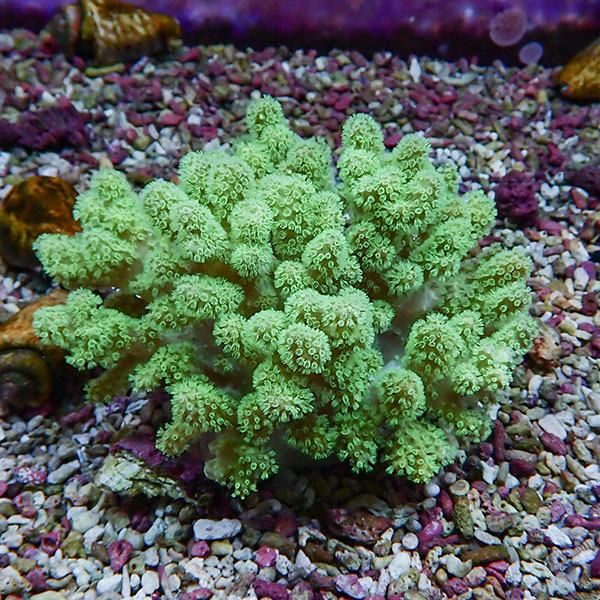 【サンゴ現物4】トサカ.sp 11-10cm 沖縄産!15時までのご注文で当日発送 ...