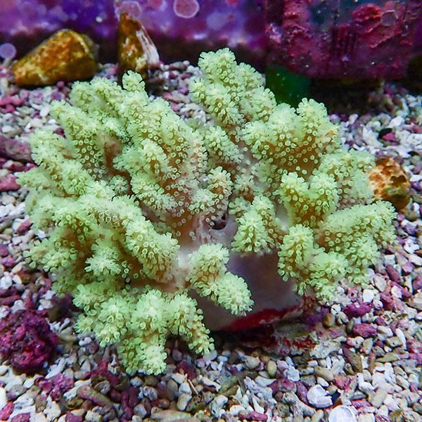 【サンゴ現物5】トサカ.sp 11-10cm沖縄産!15時までのご注文で当日発送 ...