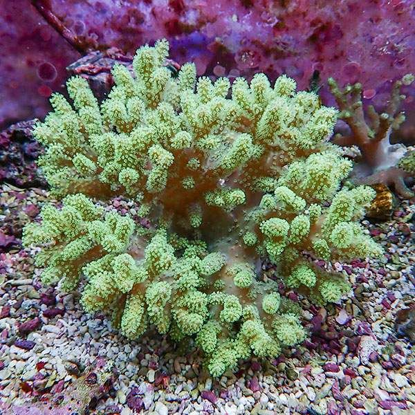 【サンゴ現物9】トサカ.sp 16-15cm沖縄産!15時までのご注文で当日発送 ...