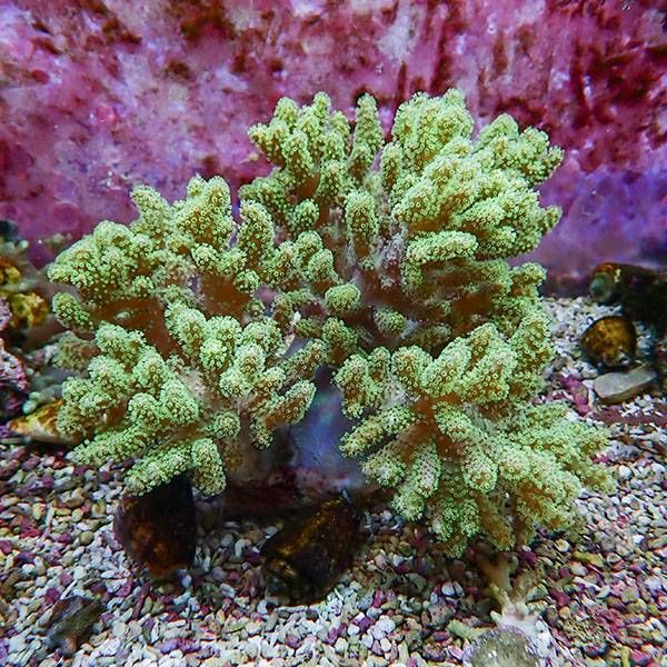 【サンゴ現物10】トサカ.sp 17-16cm 沖縄産!15時までのご注文で当日発送...