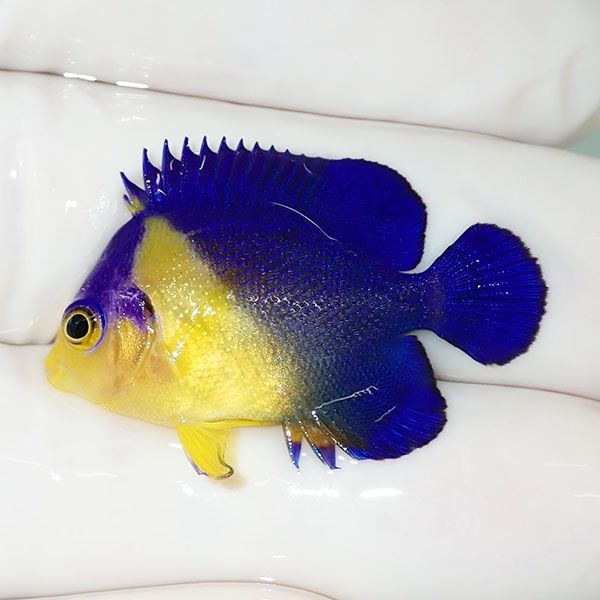 【現物50】sale スミレヤッコ 3.2cm±! 海水魚 ヤッコ 15時までのご注文...