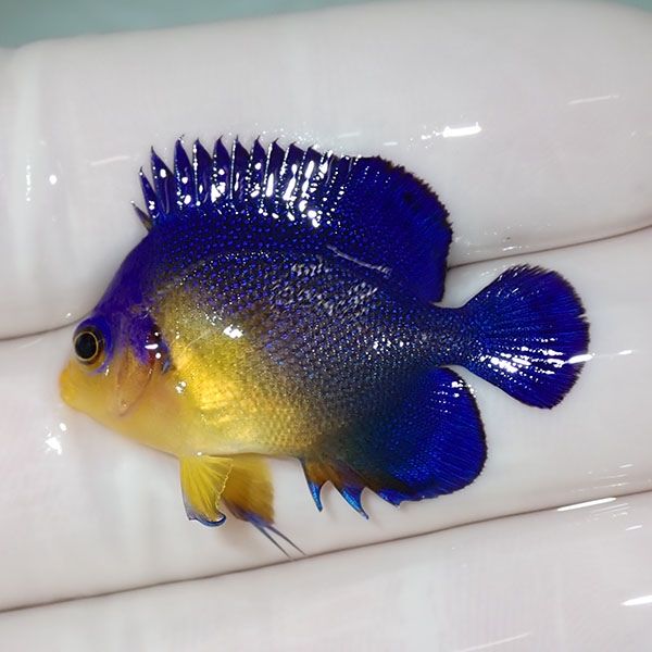 【現物7】sale スミレヤッコ 3.5cm±! 海水魚 ヤッコ 15時までのご注文で...