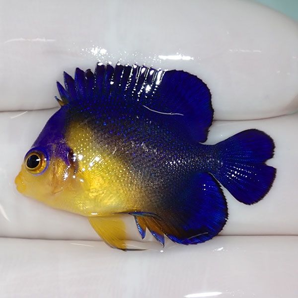 【現物9】sale スミレヤッコ 3.5cm±! 海水魚 ヤッコ 15時までのご注文で...
