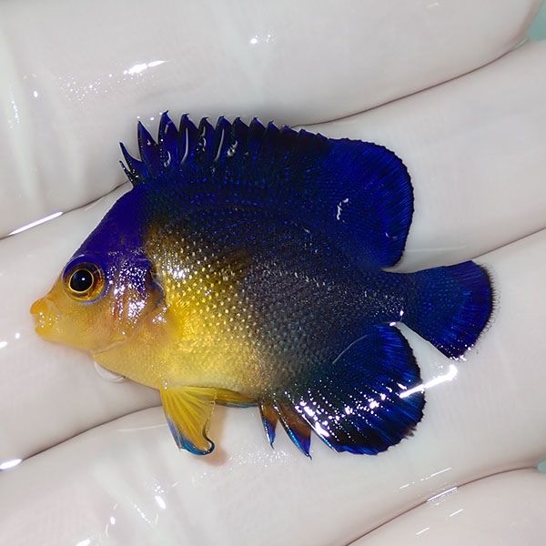 【現物8】sale スミレヤッコ 3.7cm±! 海水魚 ヤッコ 15時までのご注文で...
