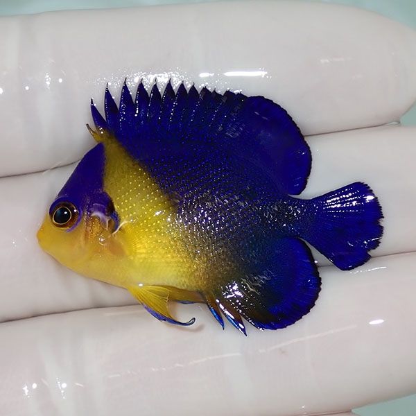 【現物17】sale スミレヤッコ 4cm±! 海水魚 ヤッコ 15時までのご注文で...