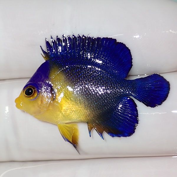 【現物3】sale スミレヤッコ 3cm±! 海水魚 ヤッコ 15時までのご注文で当...