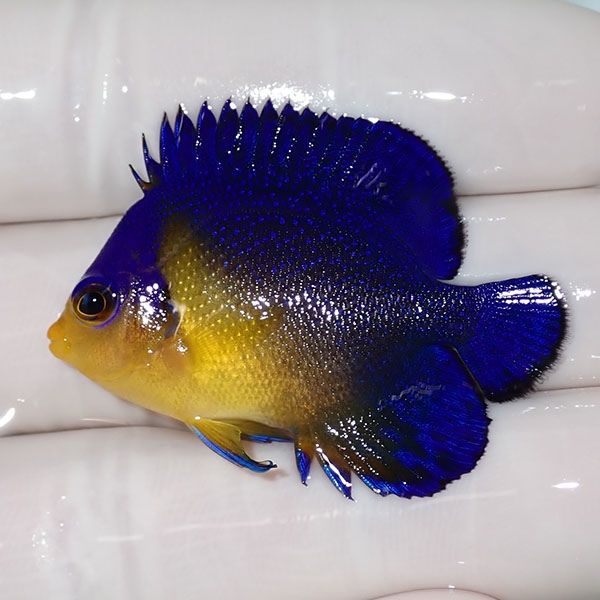 【現物4】sale スミレヤッコ 4cm±! 海水魚 ヤッコ 15時までのご注文で当...