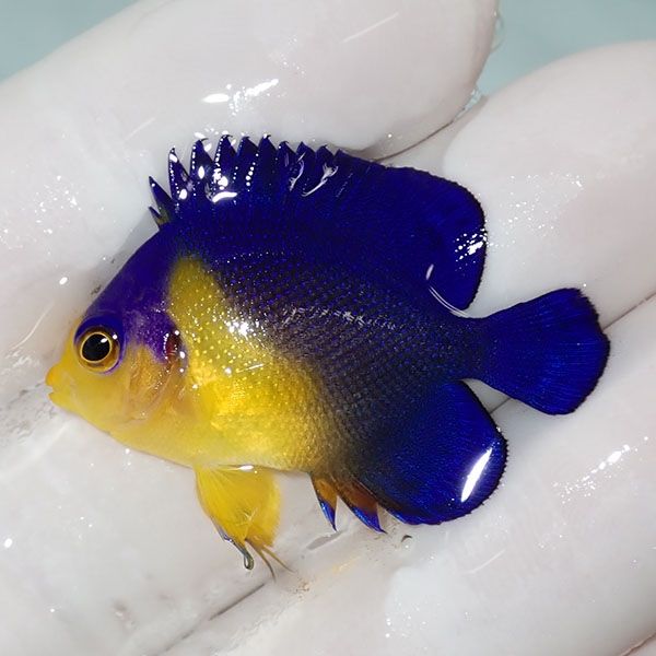 【現物1】sale スミレヤッコ 3.5cm±! 海水魚 ヤッコ 15時までのご注文で...
