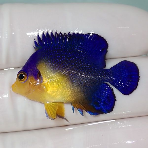 【現物5】sale スミレヤッコ 3.7cm±! 海水魚 ヤッコ 15時までのご注文で...