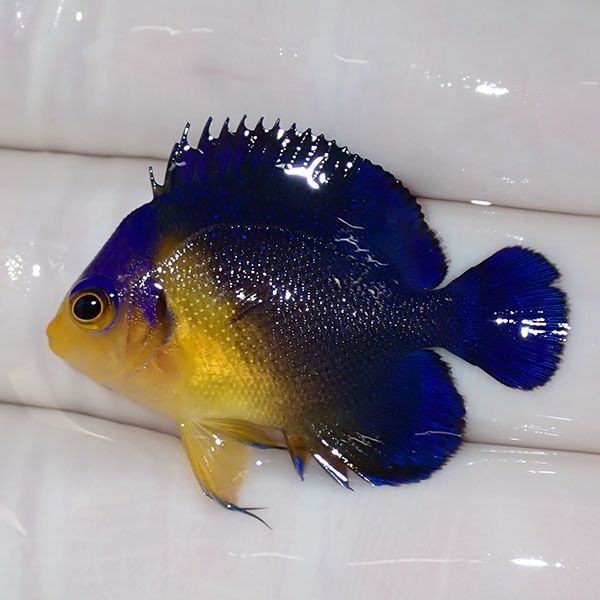 【現物6】sale スミレヤッコ 3.5cm±! 海水魚 ヤッコ 15時までのご注文で...