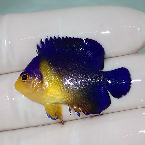 【現物13】sale スミレヤッコ 3.7cm±! 海水魚 ヤッコ 15時までのご注文...