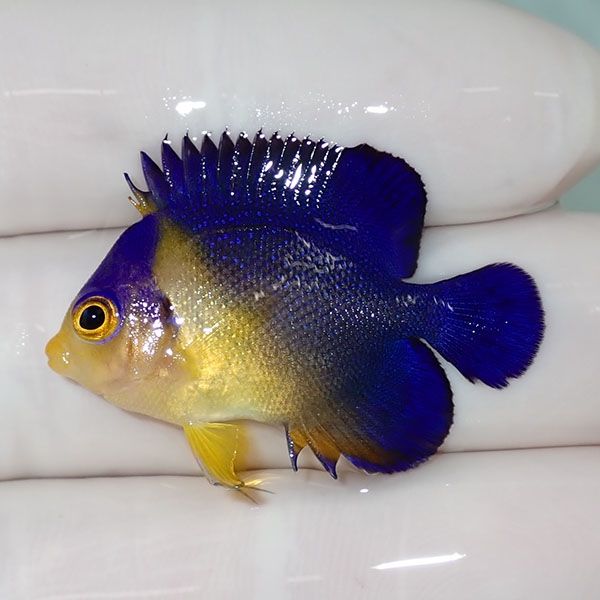 【現物14】sale スミレヤッコ 3.5cm±! 海水魚 ヤッコ 15時までのご注文...