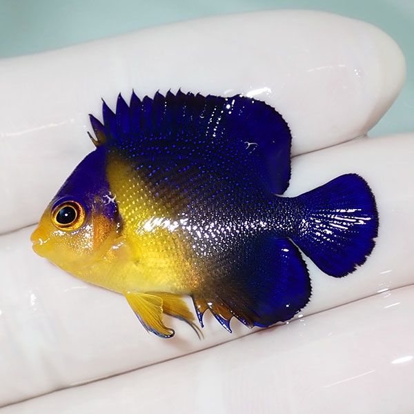 【現物15】sale スミレヤッコ 3.5cm±! 海水魚 ヤッコ 15時までのご注文...