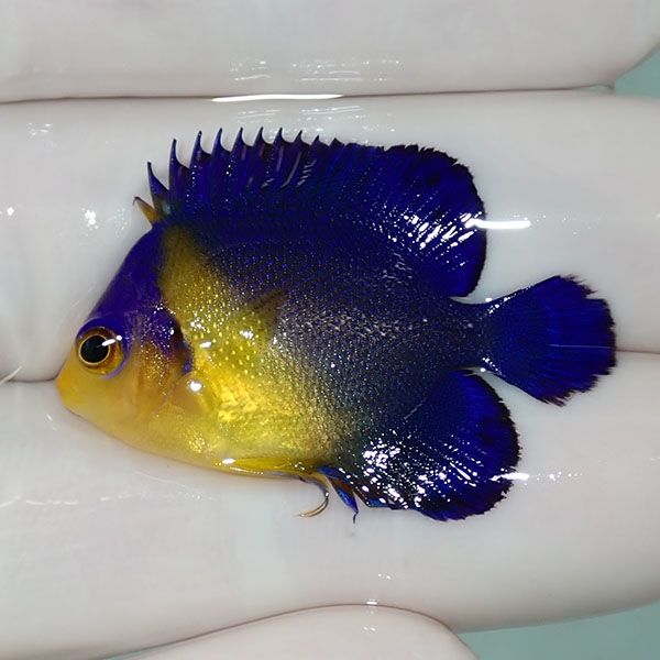 【現物16】sale スミレヤッコ 3.5cm±! 海水魚 ヤッコ 15時までのご注文...