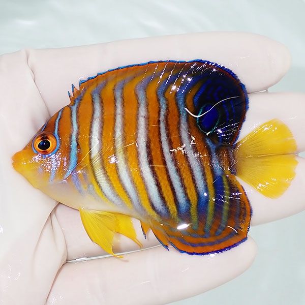 【現物1】ニシキヤッコ 7.5cm±!海水魚 ヤッコ15時までのご注文で当日発...
