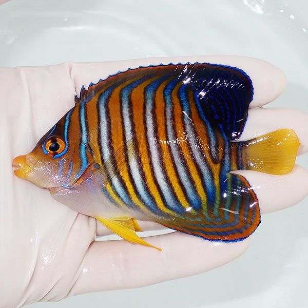 【現物2】ニシキヤッコ 9cm±!海水魚 ヤッコ15時までのご注文で当日発送(...