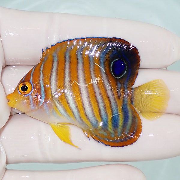 【現物3】ニシキヤッコ 5.5cm±!海水魚 ヤッコ15時までのご注文で当日発...